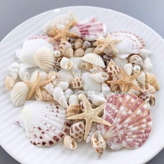Vỏ sò trang trí bể cá