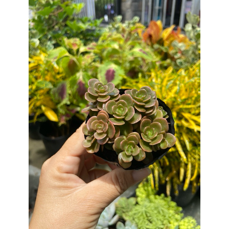 Sen    sedum