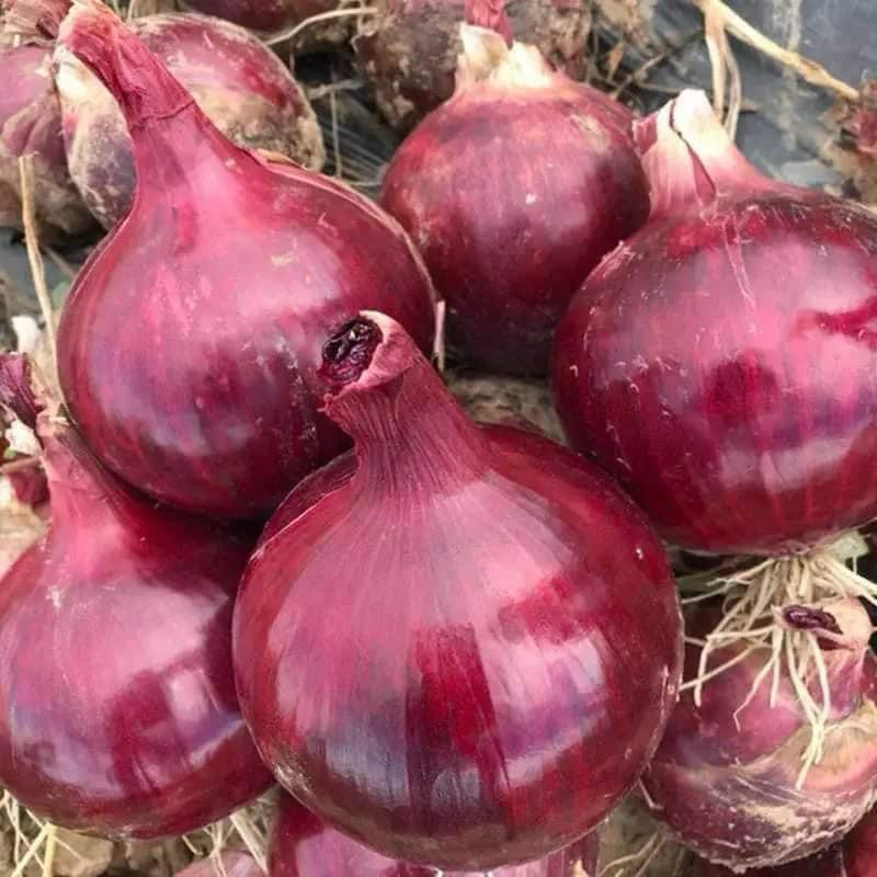 Hạt giống hành Tây đỏ Ruby Mỹ
