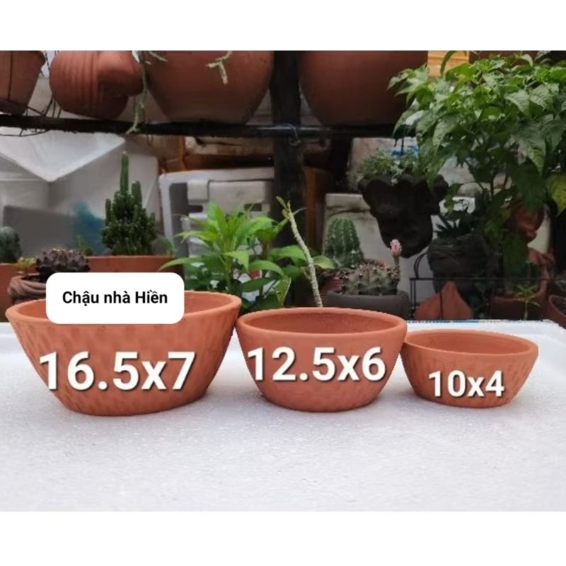Chậu đất nung - chậu chén gân nhỏ