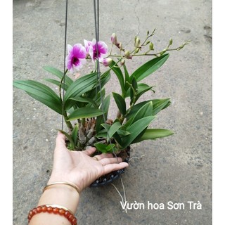(VHST giao trong ngày) CÂY HOA LAN DENDRO TÍM