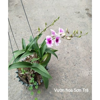 (VHST giao trong ngày) CÂY HOA LAN DENDRO TÍM