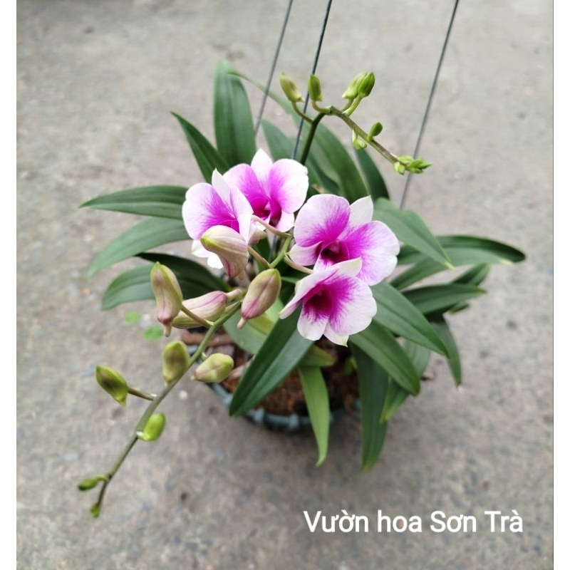 (VHST giao trong ngày) CÂY HOA LAN DENDRO TÍM