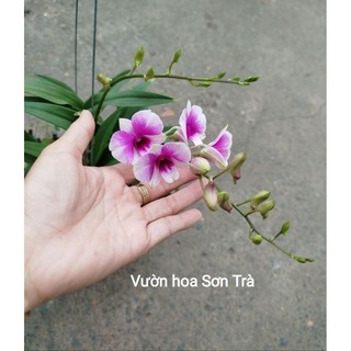(VHST giao trong ngày) CÂY HOA LAN DENDRO TÍM