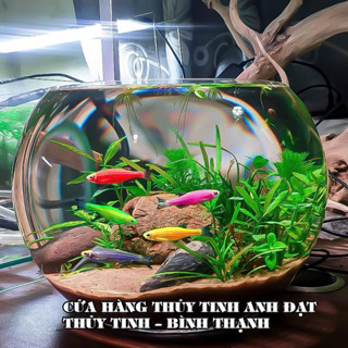 Bể cá thủy tinh mini để bàn, chậu thủy tinh trang trí, chậu thủy tinh trồng cây thủy sinh R24 x H16cm