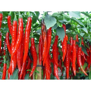 Hạt Giống Ớt Trái Dài Hàn Quốc