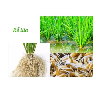 [Rẻ vô địch] PHÂN BÓN SIÊU LÂN XANH 10-55-10+ TE 15G (Phân bón Ra Rễ Nhú Đọt Xanh Dày lá)
