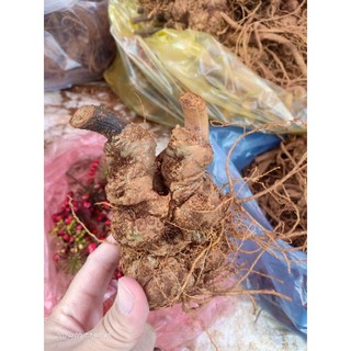 Tam thất Bắc nguyên củ
