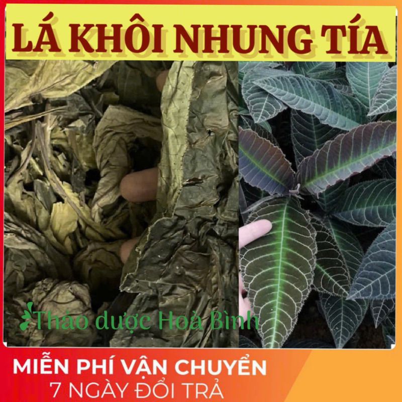 Lá Khôi Tía ( Khôi Nhung rừng, Lá khôi, Đơn tướng quân, Cây xăng sê ) hàng chuẩn, không pha trộn, mớ
