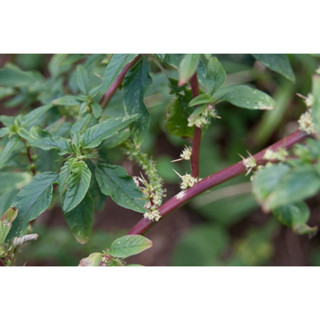 cây dền gai (rau dền gai) phơi khô 1 ký