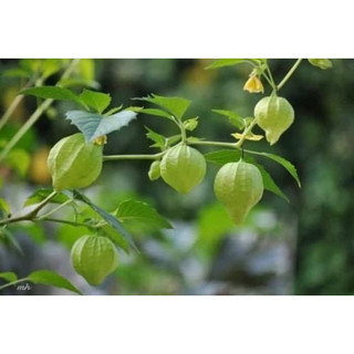 combo 5 ký cây thù lù phơi khô