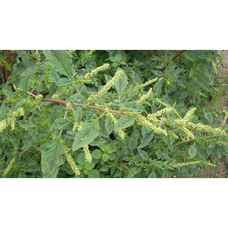 cây dền gai (rau dền gai) phơi khô 1 ký