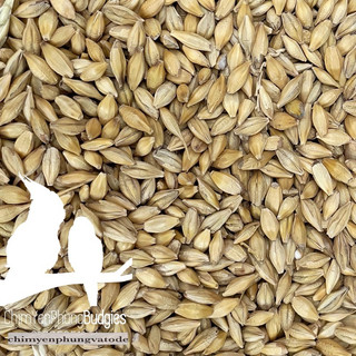 Hạt đại mạch (Barley Seed/Raw Barley) đa công dụng.