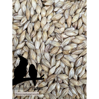 Hạt đại mạch (Barley Seed/Raw Barley) đa công dụng.