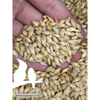 Hạt đại mạch (Barley Seed/Raw Barley) đa công dụng.