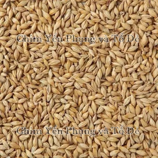 Hạt đại mạch (Barley Seed/Raw Barley) đa công dụng.