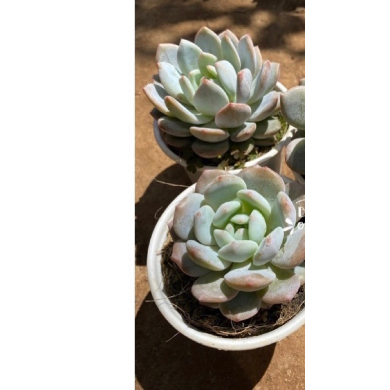 cây sen đá monroe mon đà lạt_🌱hàng sẵn