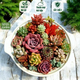  Sen đá SONDA GARDEN 12 loại khác nhau size bé 5-8cm cây cảnh trang trí nhà cửa lỗi 1 đổi 1 