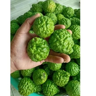 Trái chúc hàng tươi, trái chanh thái 1kg