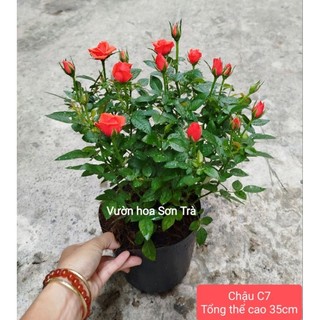 (VHST giao trong ngày) CÂY HOA HỒNG TỶ MUỘI HÀ LAN màu đỏ cờ.