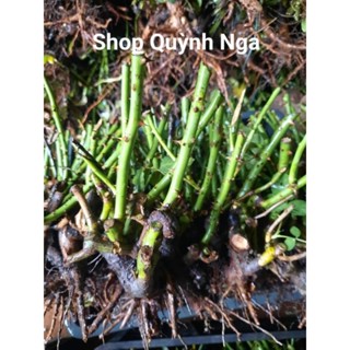 GỐC HOA HỒNG LEO PHÁP SIÊU NỤ ĐỦ MÀU( MUA 5 GỐC ĐƯỢC TẶNG KÍCH RỄ MẦM +HƯỚNG DẪN TRỒNG)