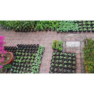 Bầu ươm cây giống 18*16