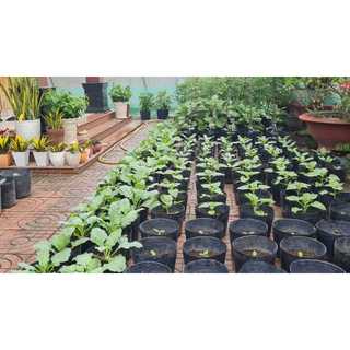 Bầu ươm cây giống 18*16