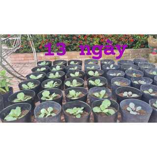 Bầu ươm cây giống 18*16