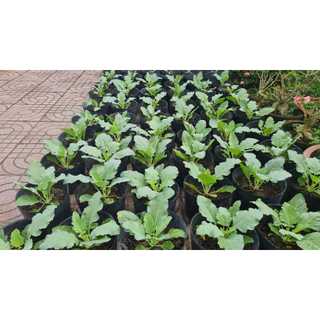 Bầu ươm cây giống 18*16