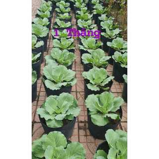 Bầu Ươm Cây Giống Size 15*13