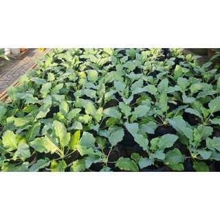 Bầu Ươm Cây Giống Size 15*13