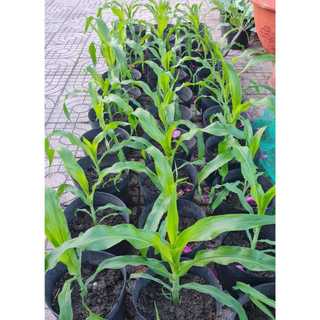 Bầu Ươm Cây Giống Size 15*13