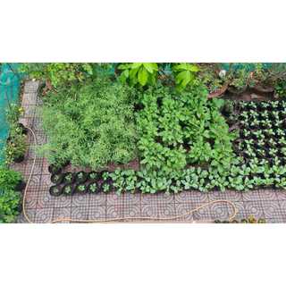 Bầu Ươm Cây Giống Size 15*13