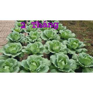 Bầu Ươm Cây Giống Size 15*13