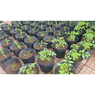 Bầu ươm cây giống, bầu trồng cây 30*28