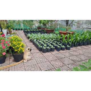 Bầu ươm cây giống, bầu trồng cây 30*28