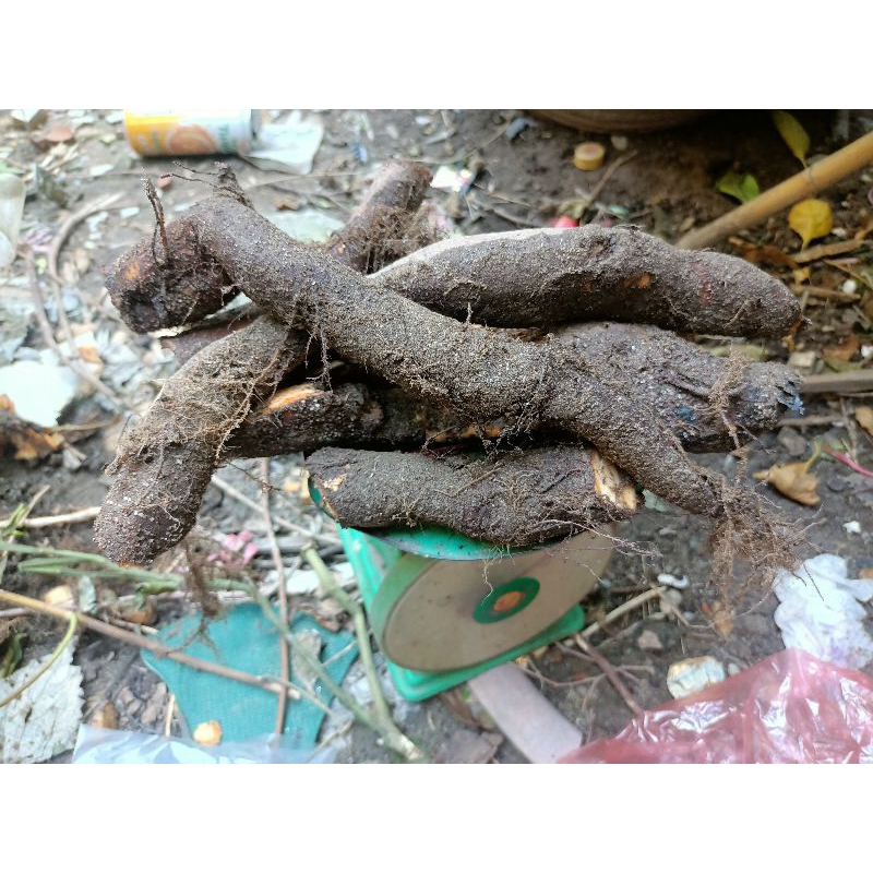 Củ gai 1kg hà nội ship hoả tốc