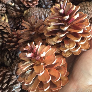 1kg trái thông khô loại trung