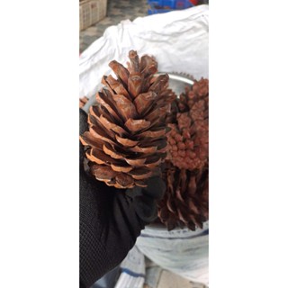 1kg trái thông khô loai lơn (25 -30trai)