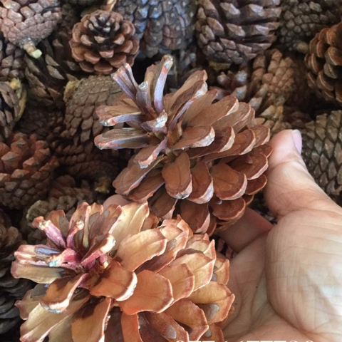 Combo 3 kích cỡ trái thông
