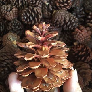 Combo 3 kích cỡ trái thông