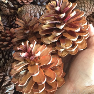 1kg trái thông khô đà lạt cao 5=>7cm loại trung ( quả không vỡ cánh, màu đẹp)