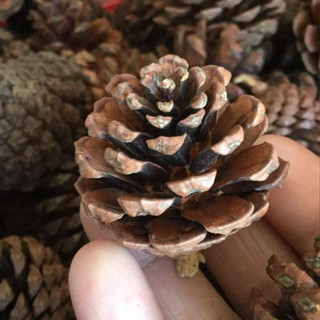 1kg Trái thông khô loại nhỏ 60-70 quả