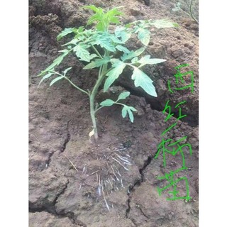 ROOT KING - KÍCH THÍCH RA RỄ CỰC MẠNH (GÓI 50 gam)