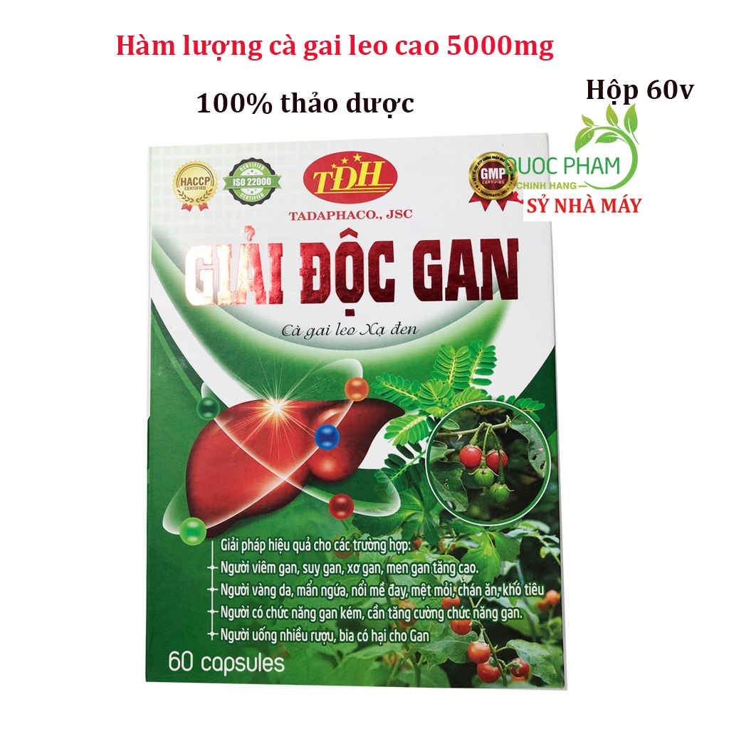 Giải độc gan CÀ GAI LEO XẠ ĐEN giảo cổ lam diệp hạ châu tăng cường chức năng gan, giúp mát gan, hạ men gan, giảm mụn