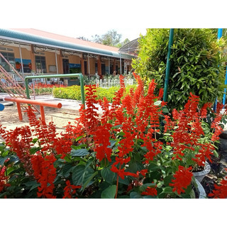 Hạt giống hoa xác pháo đỏ cao 1 Lạng