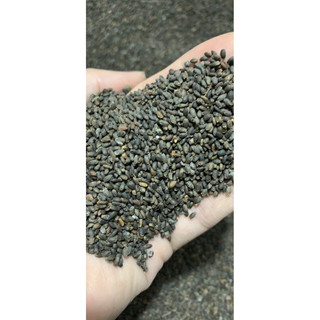 Hạt giống hoa xác pháo đỏ cao 1 Lạng