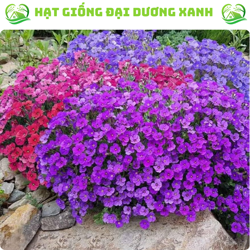 [Gói 50 hạt] Hạt Giống Hoa Leo Đá Lâu Năm Chịu Hạn siêu đẹp (Tặng kèm phân bón)