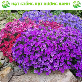 [Gói 50 hạt] Hạt Giống Hoa Leo Đá Lâu Năm Chịu Hạn siêu đẹp (Tặng kèm phân bón)