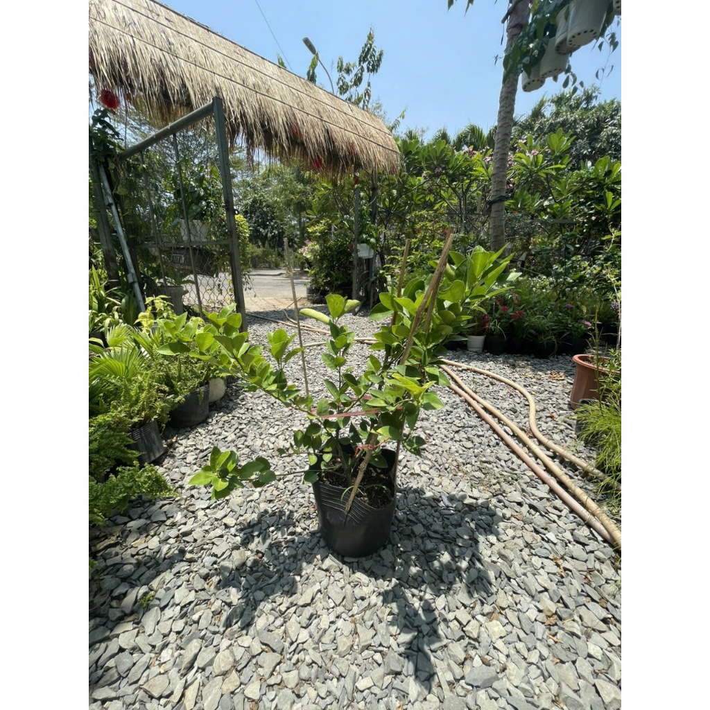 Cây chanh Bắc trồng sân vườn